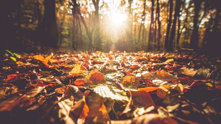 A collection of golden leaves on a forest path